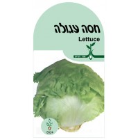 זרעי חסה עגולה אורגני